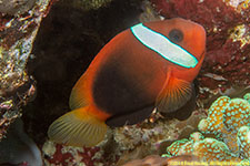 clownfish